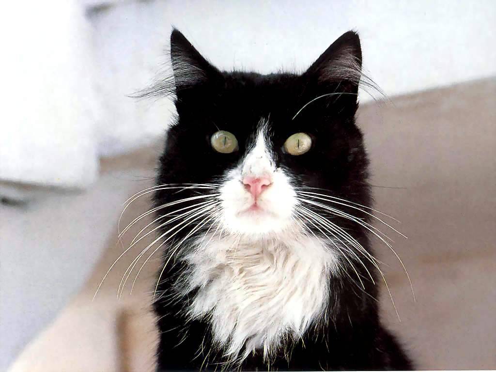 Gatti (204)